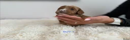 Cockapoo dogs for sale: Say Hello To Our Most Adorable Cockapoo Puppies - Advert 13