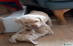 Labrador Retriever dogs for sale: Adorable Labrador Retriever Puppies  🐶💛 - Image 19
