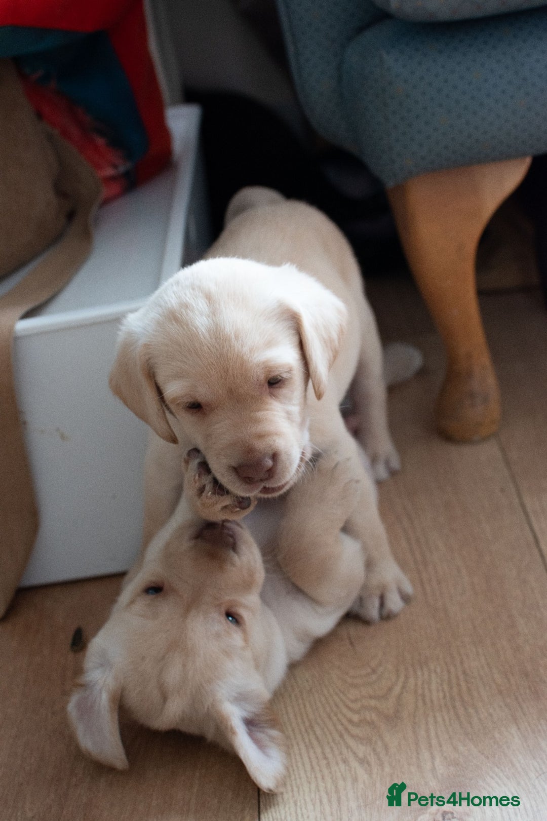 Labrador Retriever dogs for sale: Adorable Labrador Retriever Puppies  🐶💛 - Image 19
