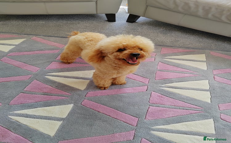 Cavapoo dogs - Advert 1