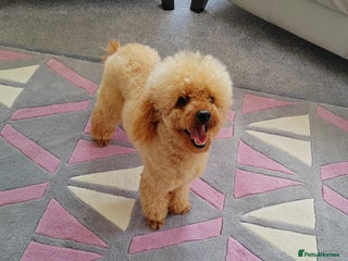 Cavapoo dogs - Advert 24