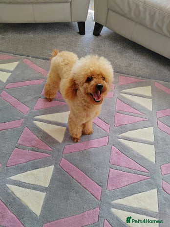 Cavapoo dogs - Advert 3