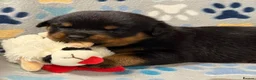 Rottweiler dogs for sale: ✨Big bone Pups for Sale Healthy & Ready to Go 🐶✨ in Skegness - Advert 11