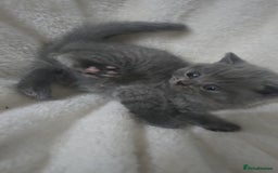 British Shorthair cats for sale: First Litter British Shorthair Pedigree Breed Blue - Image 9