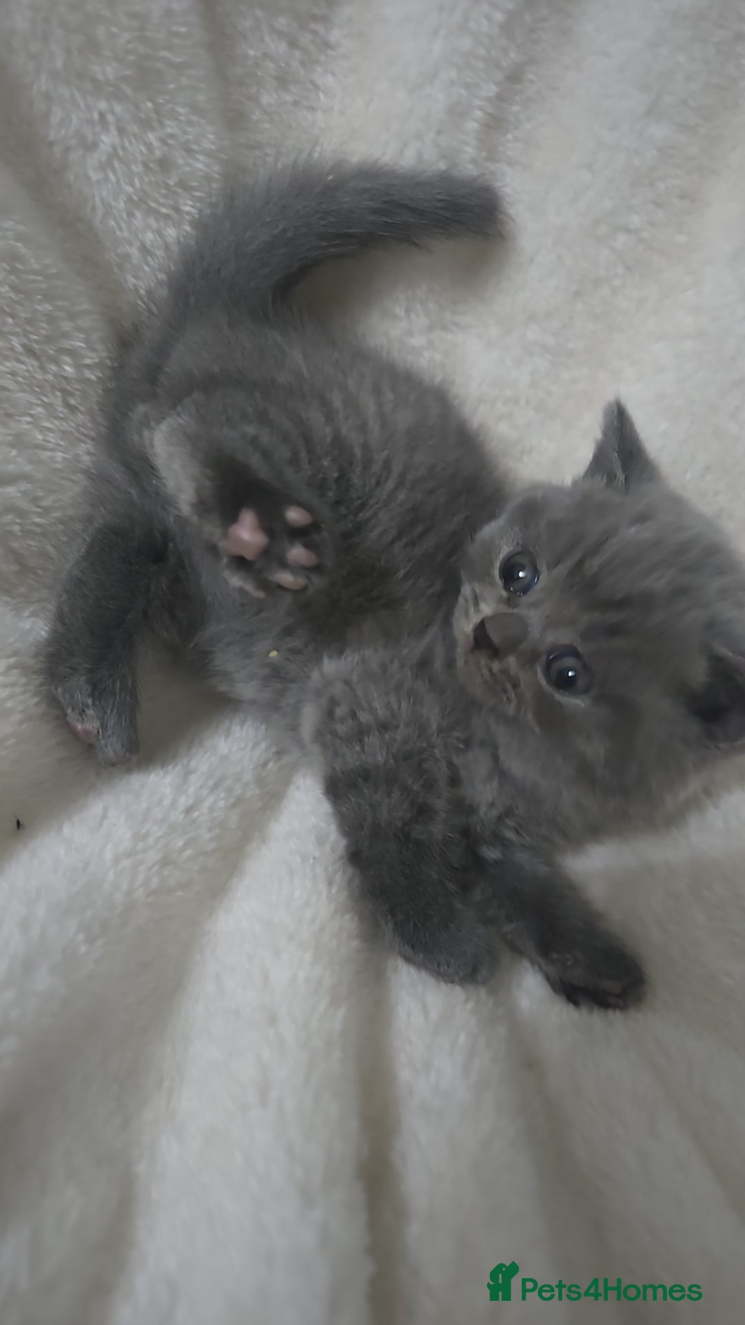 British Shorthair cats for sale: First Litter British Shorthair Pedigree Breed Blue - Image 9