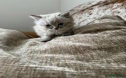 Ragdoll cats for sale: Ragdoll blue lynx ready now  - Image 11