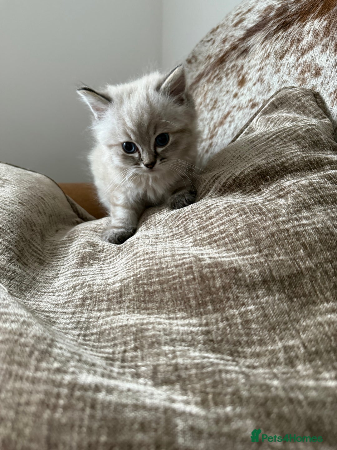 Ragdoll cats for sale: Ragdoll blue lynx ready now  - Image 11