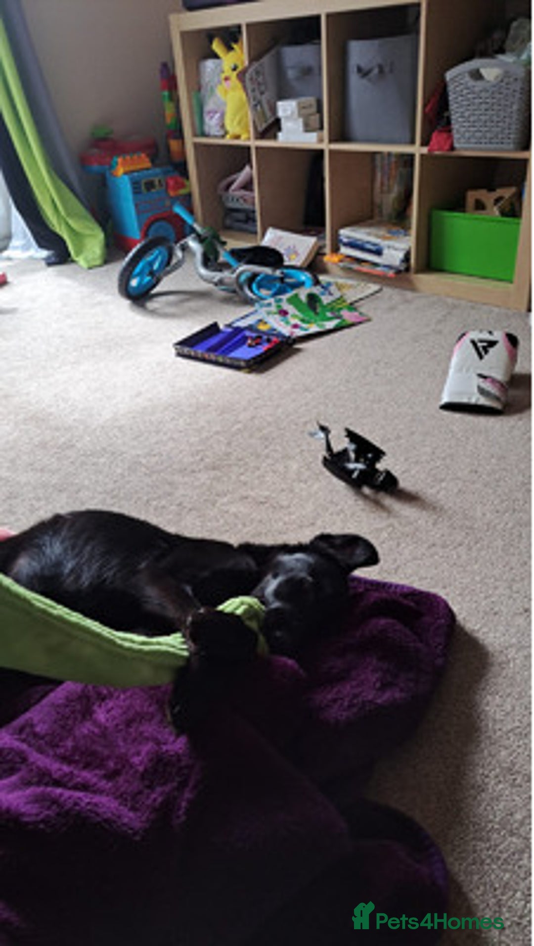 Labrador Retriever dogs for sale: brave labrador retriever boy - Advert 5