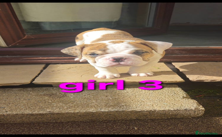Mixed Breed dogs - Advert 1