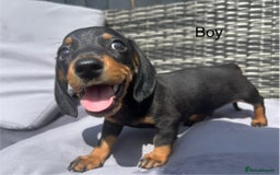 Miniature Dachshund dogs for sale: Miniature dachshund reddy for new homes - Image 6