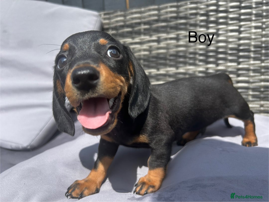 Miniature Dachshund dogs for sale: Miniature dachshund reddy for new homes - Image 6