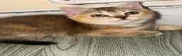 British Shorthair cats for sale: BS Kittens Available Fully TestedReady to Meet You - Advert 14