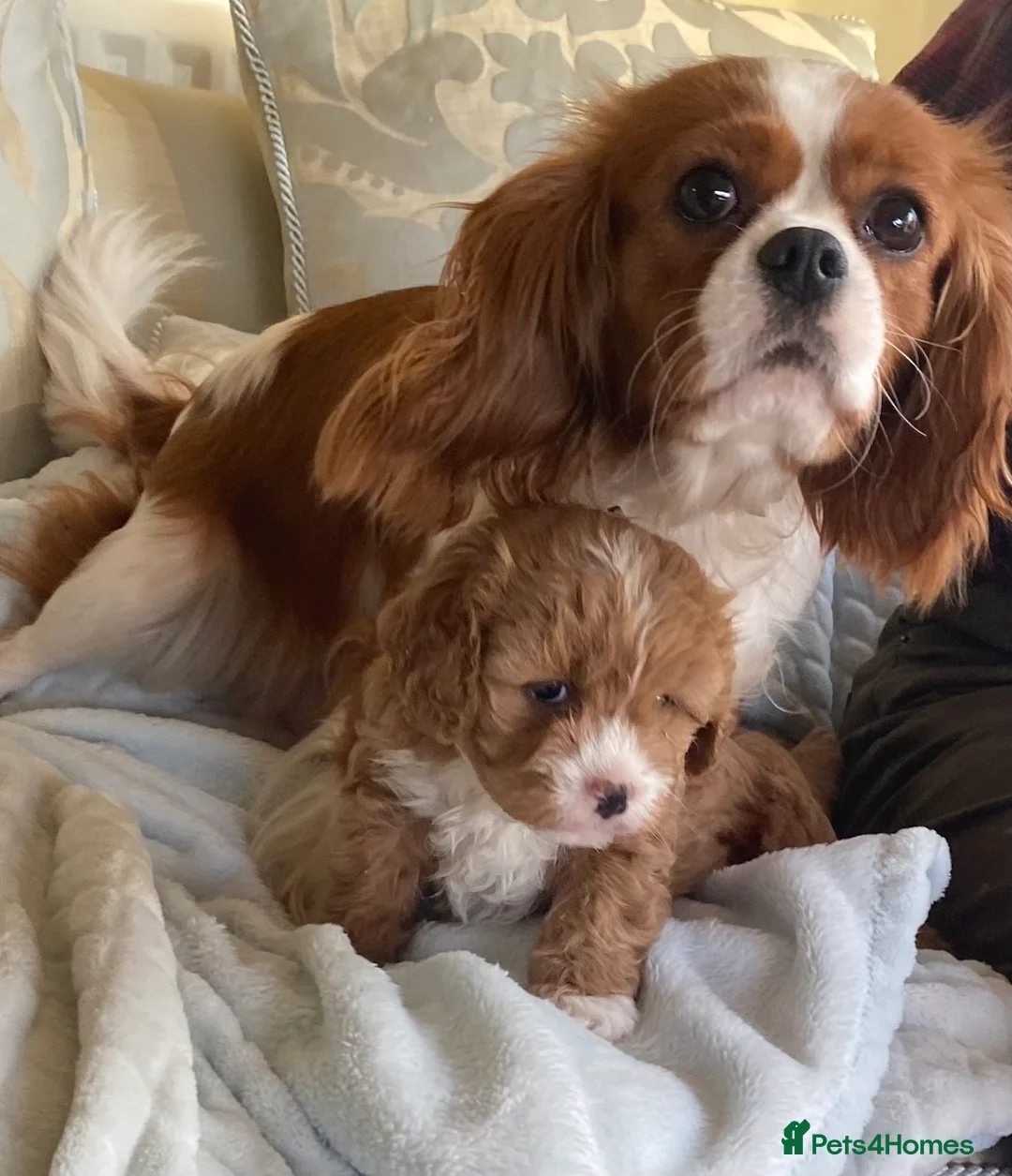 Cavapoo dogs for sale: Stunning F1 Cavapoo Girl Puppy - Advert 2