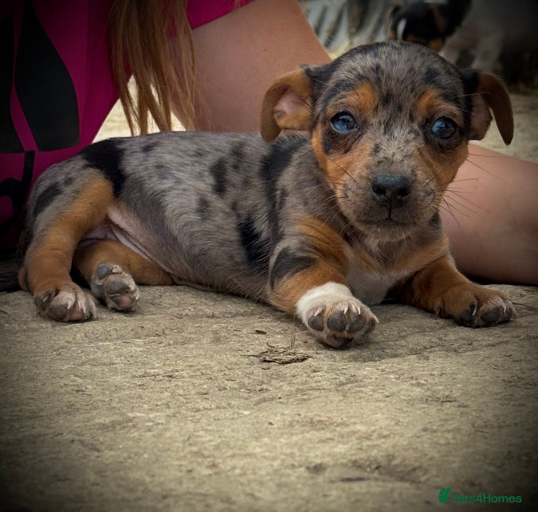 Jack Russell dogs for sale: Outstanding jack russels  - Image 6