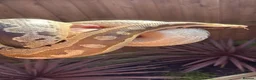 Python Snake reptiles for sale: Cb21 female Borneo short tail Python in Northampton - Advert 4