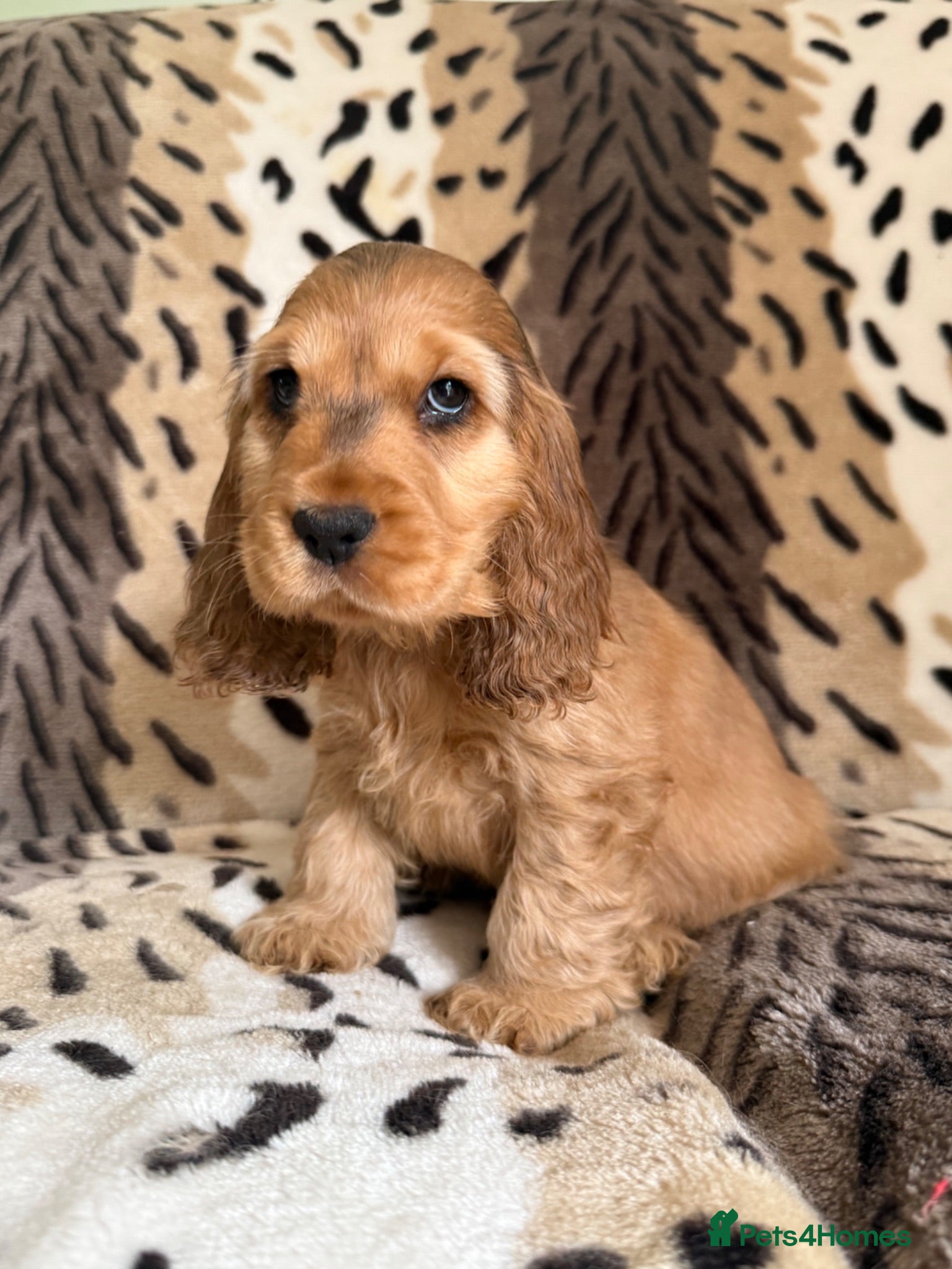 Cocker Spaniel dogs Villaspaniol lines 1 Boy available ready to go  - Advert 12
