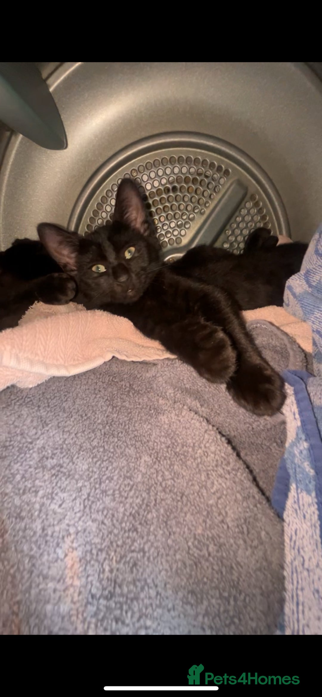 Sphynx cats for sale: Adorable cross Sphynx  - Image 4