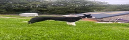 Border Collie dogs for sale: Jan 5 Years Old - Advert 3