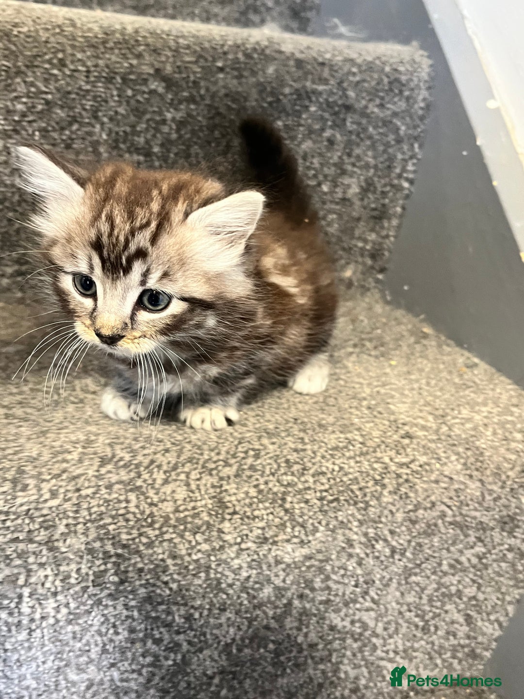 Maine Coon cats for sale: 3/4 Maine coon x kittens - Image 7