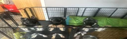 German Shepherd dogs for sale: German shepherd female  - Advert 15