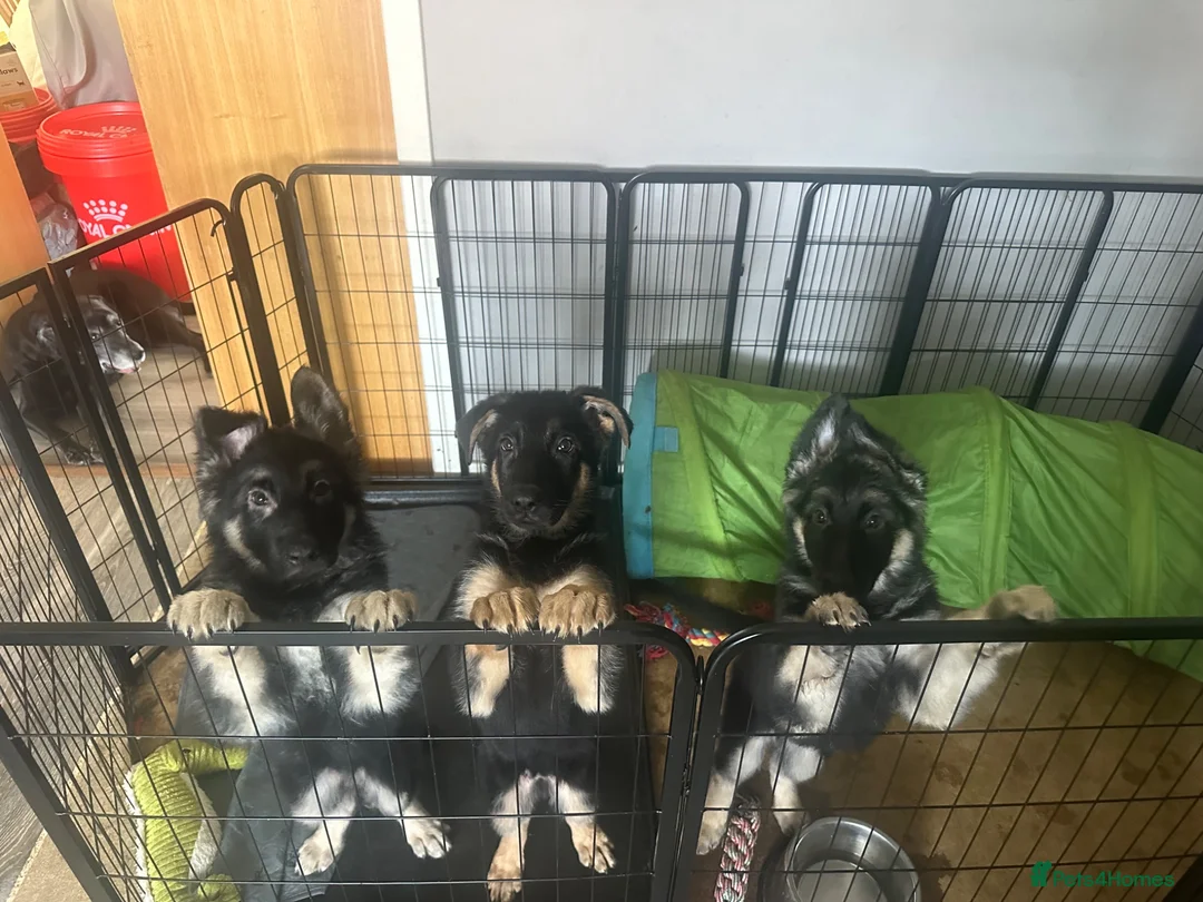 German Shepherd dogs for sale: German shepherd female  - Advert 15