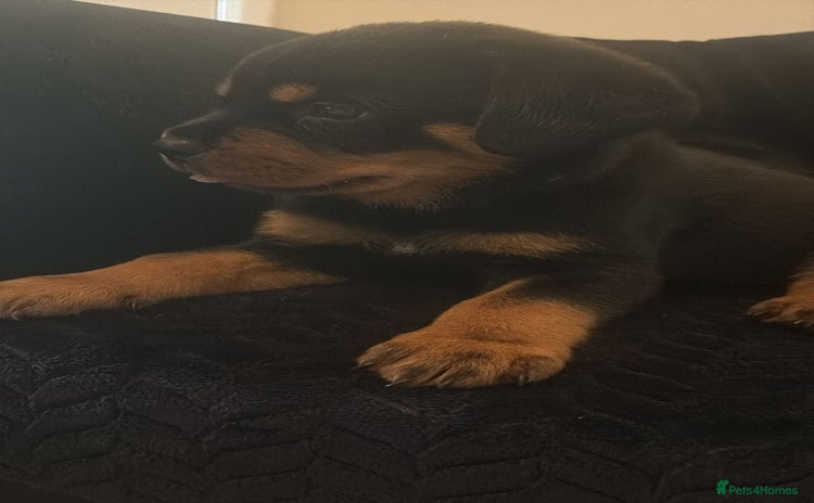 Rottweiler dogs - Advert 1