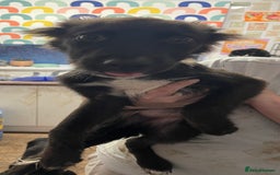 Mixed Breed dogs for sale: Collie cross pups  - Advert 20