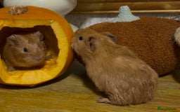 Guinea Pig rodents for sale: Baby boars - Image 2