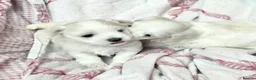 Maltese dogs for sale: Beautiful Maltese pups 1 girl, 1 boy for sale  - Advert 8