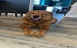 Mixed Breed dogs for sale: 7 month old chow x - Image 4