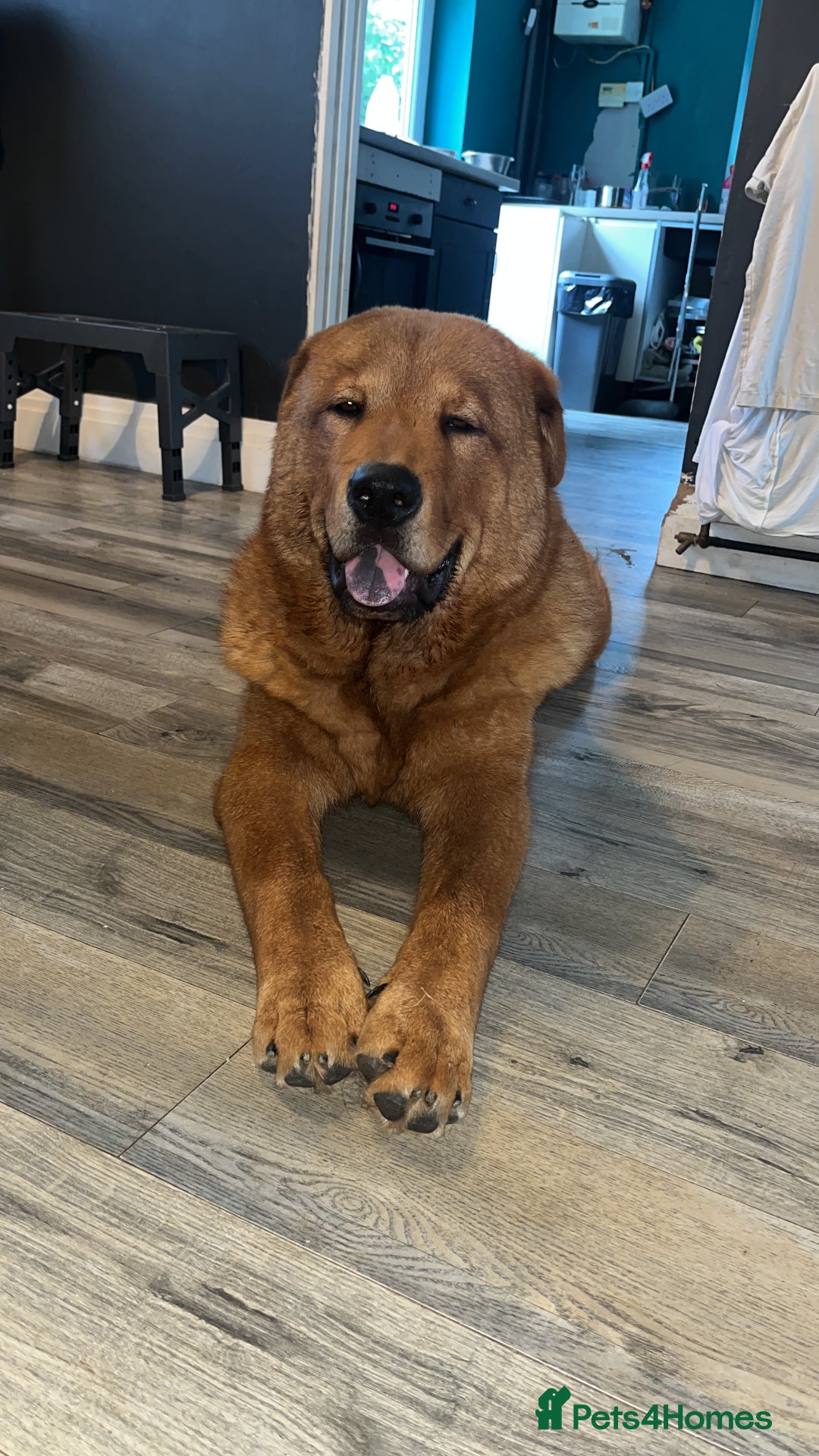 Mixed Breed dogs for sale: 7 month old chow x - Image 4