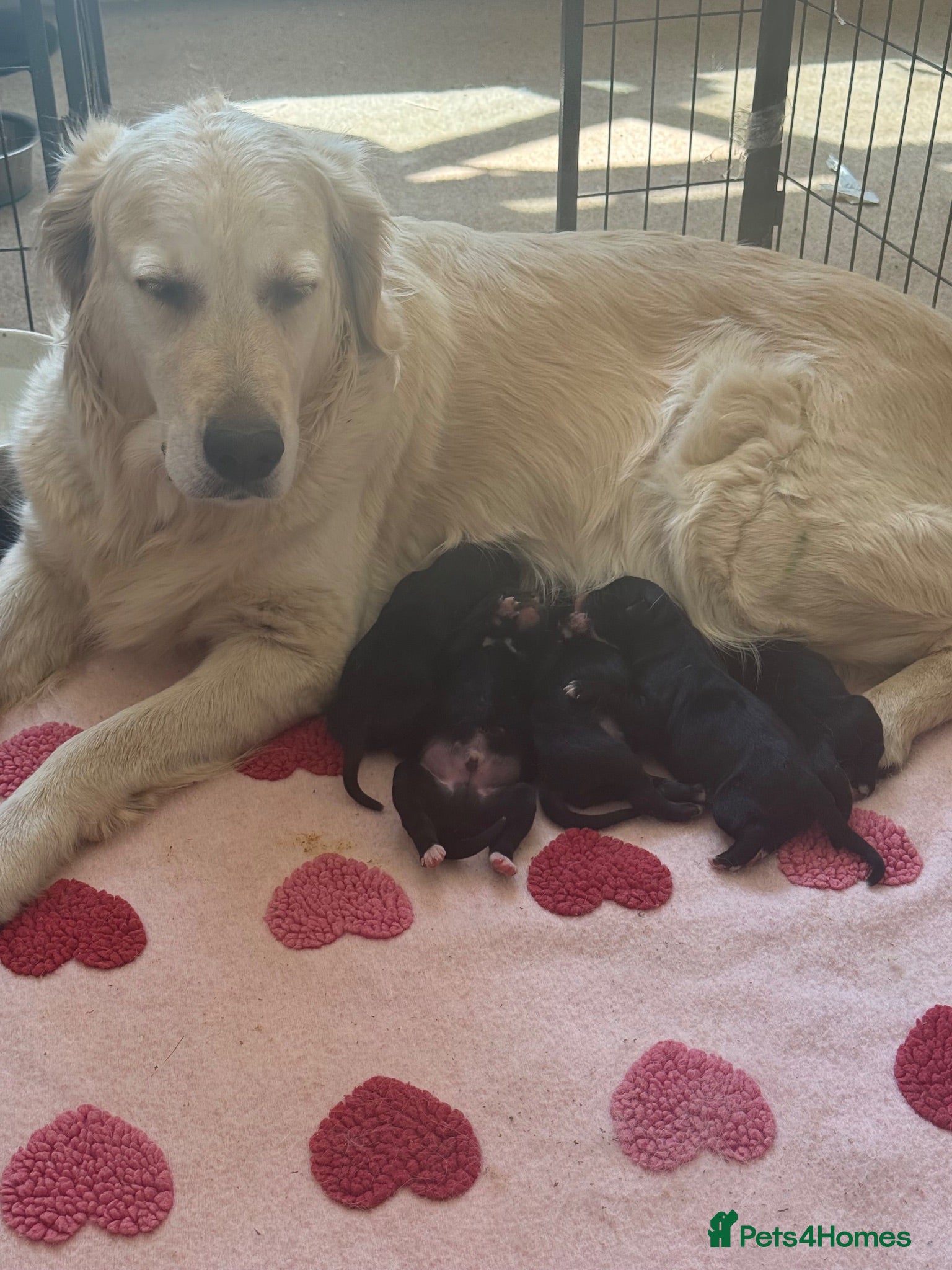 Mixed Breed dogs Beautiful golden retriever cross puppies  - Advert 14
