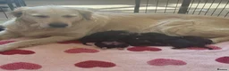 Mixed Breed dogs for sale: Beautiful golden retriever cross puppies  - Advert 1