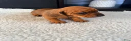 Miniature Dachshund dogs for sale: Lovely litter of 5 Miniature Dachshunds  - Advert 16