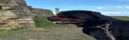 Rottweiler dogs for sale: Kc Show Quality male puppy - Advert 10
