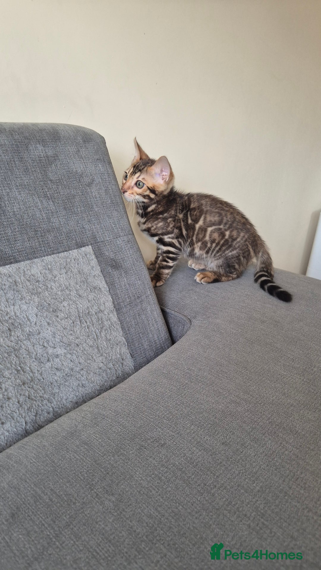 Bengal cats for sale: Beautiful bengal kittens... - Advert 4