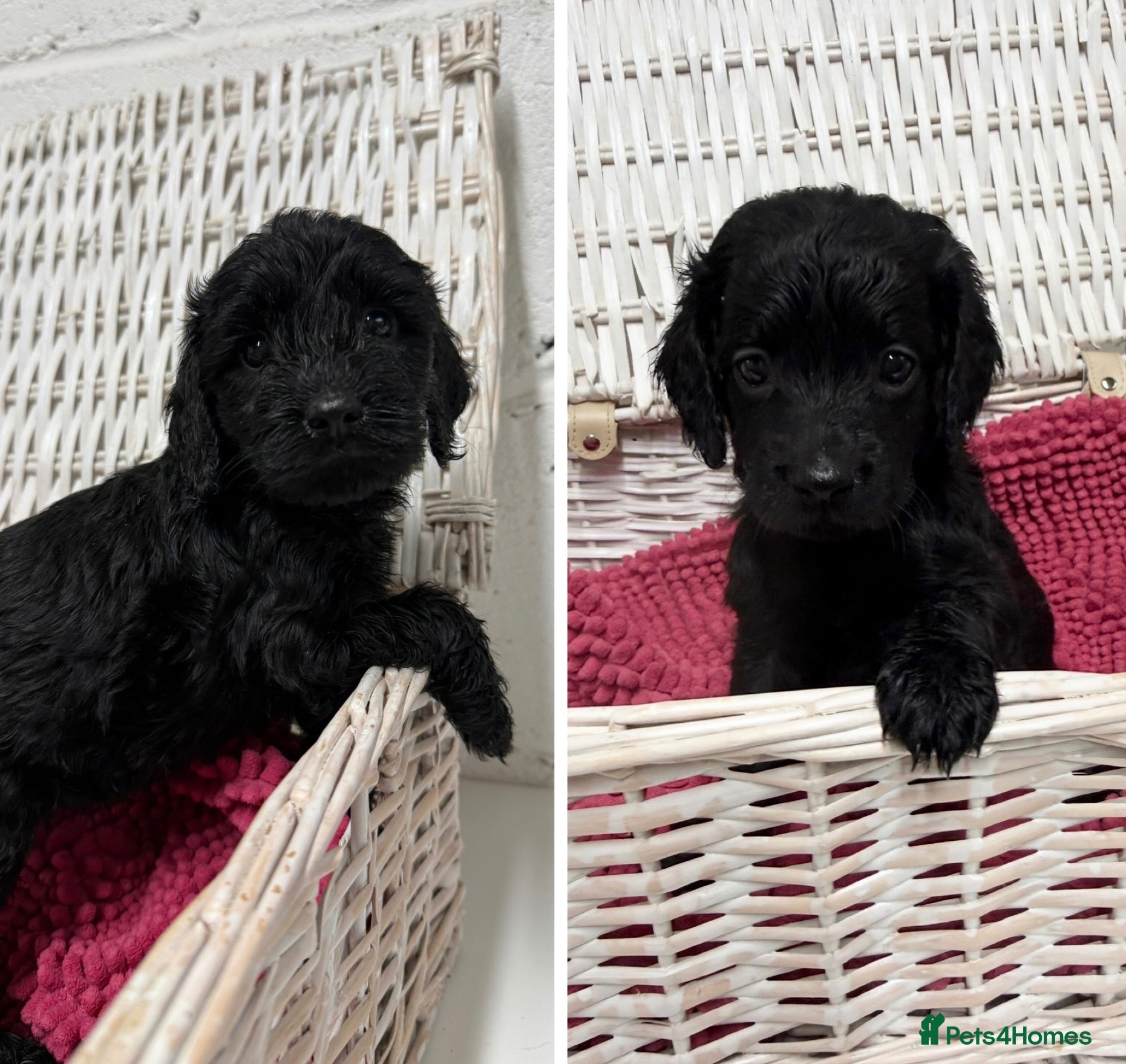 Cockapoo dogs Beautiful Cockapoo Puppies for Sale - Ready to go  - Advert 1
