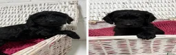 Cockapoo dogs for sale: Beautiful Cockapoo Puppies for Sale - Ready to go  - Advert 1