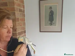 Cockatiels birds 2 beautiful Cockatiels - Advert 1