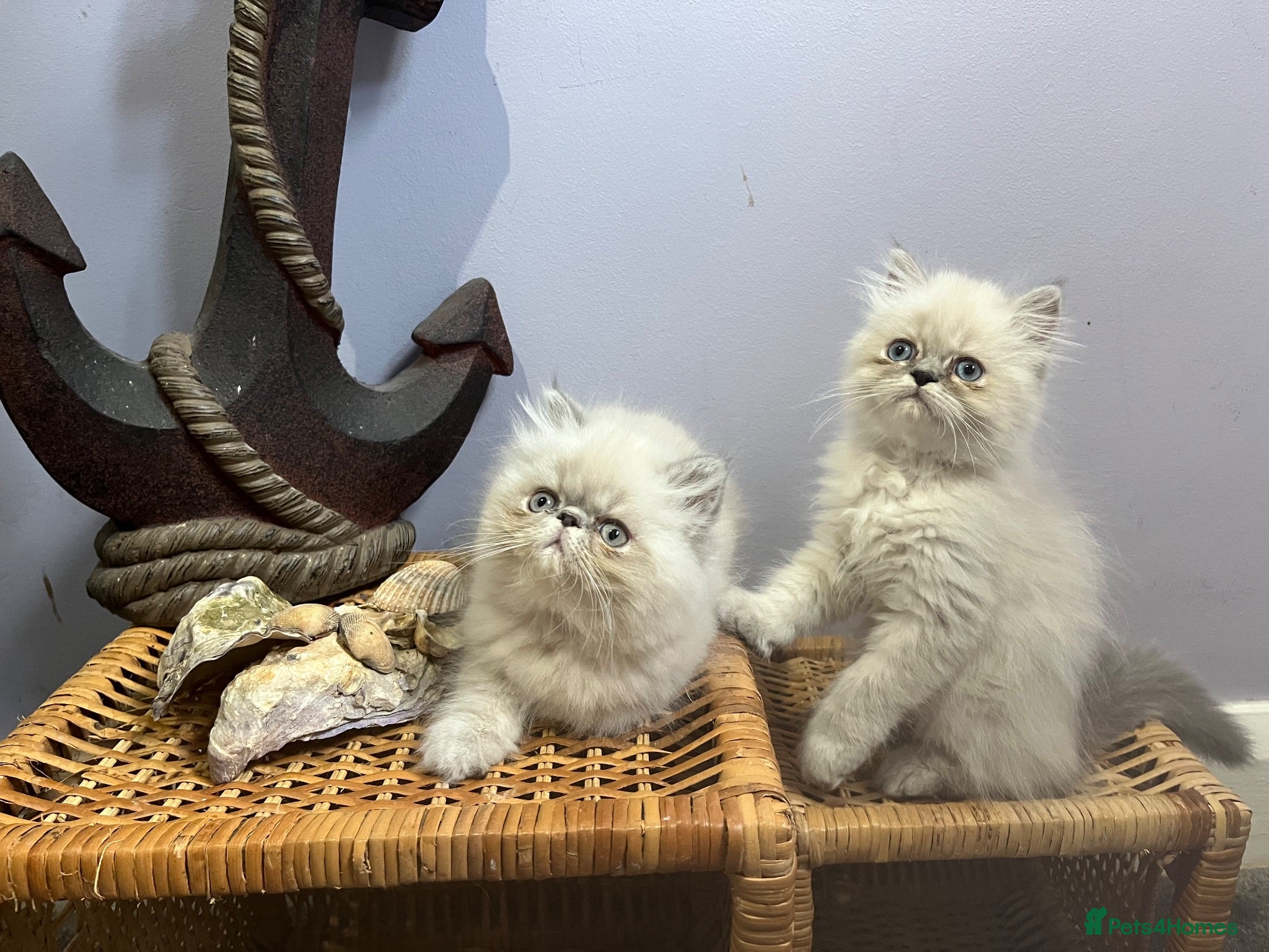Persian cats Ready Now. Just 2 colourpoint Persian boys  - Advert 15