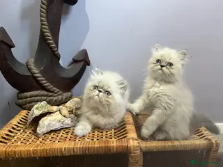 Persian cats Ready Now. Just 2 colourpoint Persian boys - Advert 15
