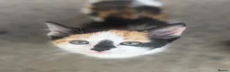 European cats for sale: Beautiful colourful kittens - Advert 6