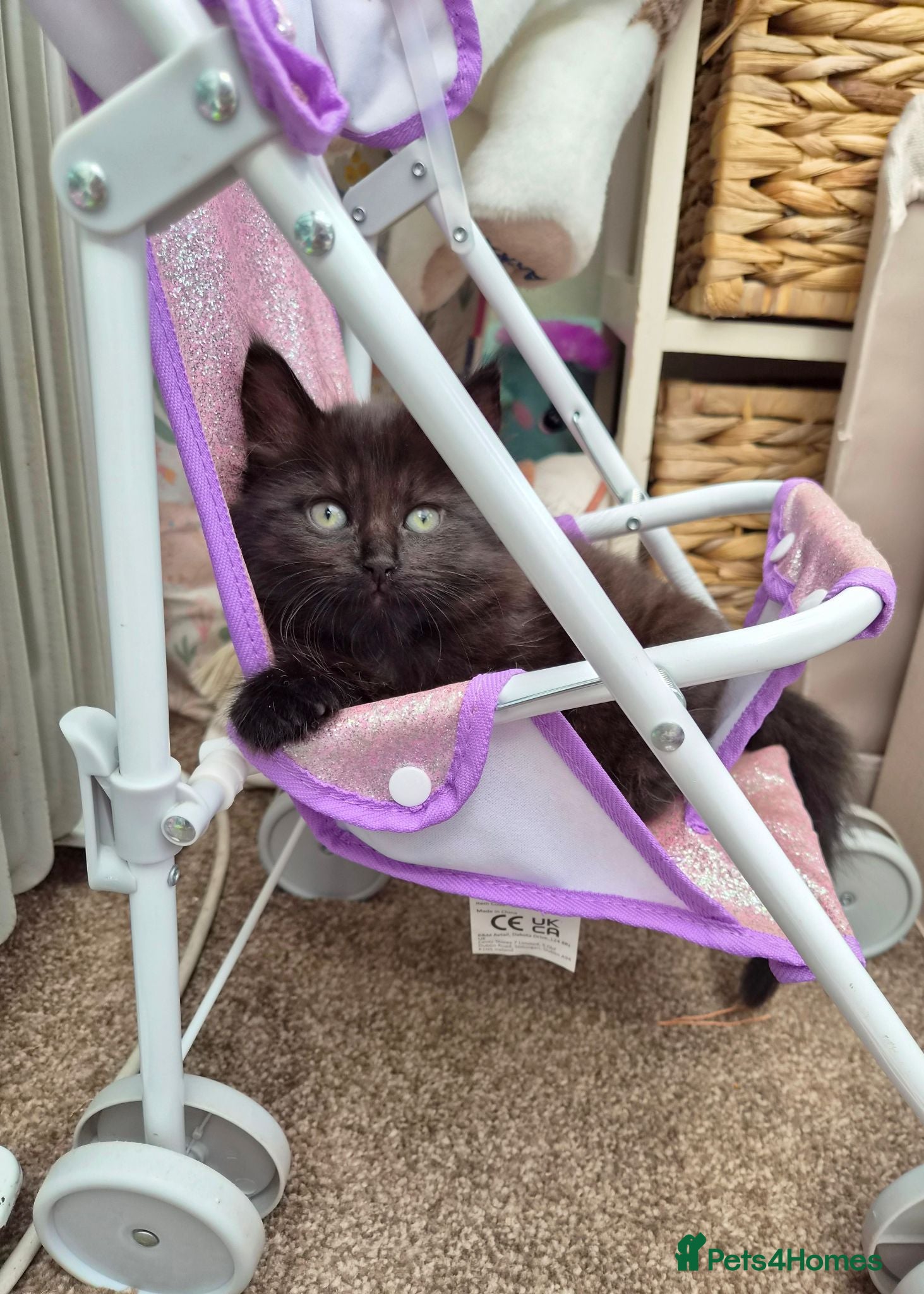 Mixed Breed cats VERY FRIENDLY FLUFFY KITTENS - Advert 2