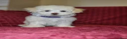 Poochon dogs for sale: Poochon READY TO GO - Advert 8