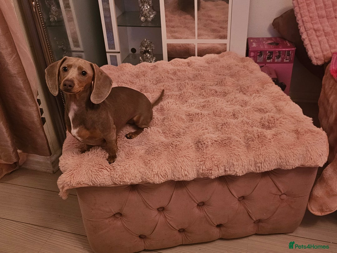 Miniature Dachshund dogs for sale: 10 month old pedegree minature dashound - Advert 2