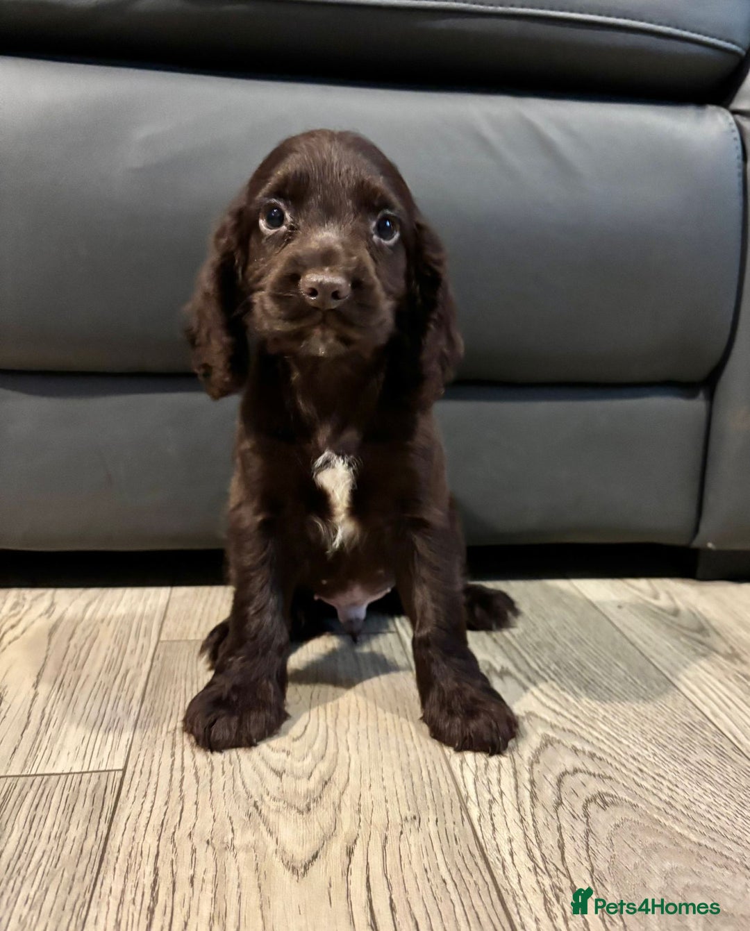 Cocker Spaniel dogs for sale: Cocker Spaniel Puppies Ready Now - Image 11
