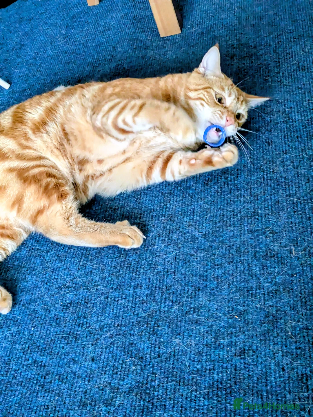 Mixed Breed cats for sale: Fully Ginger tabby/ragdoll male - Advert 5