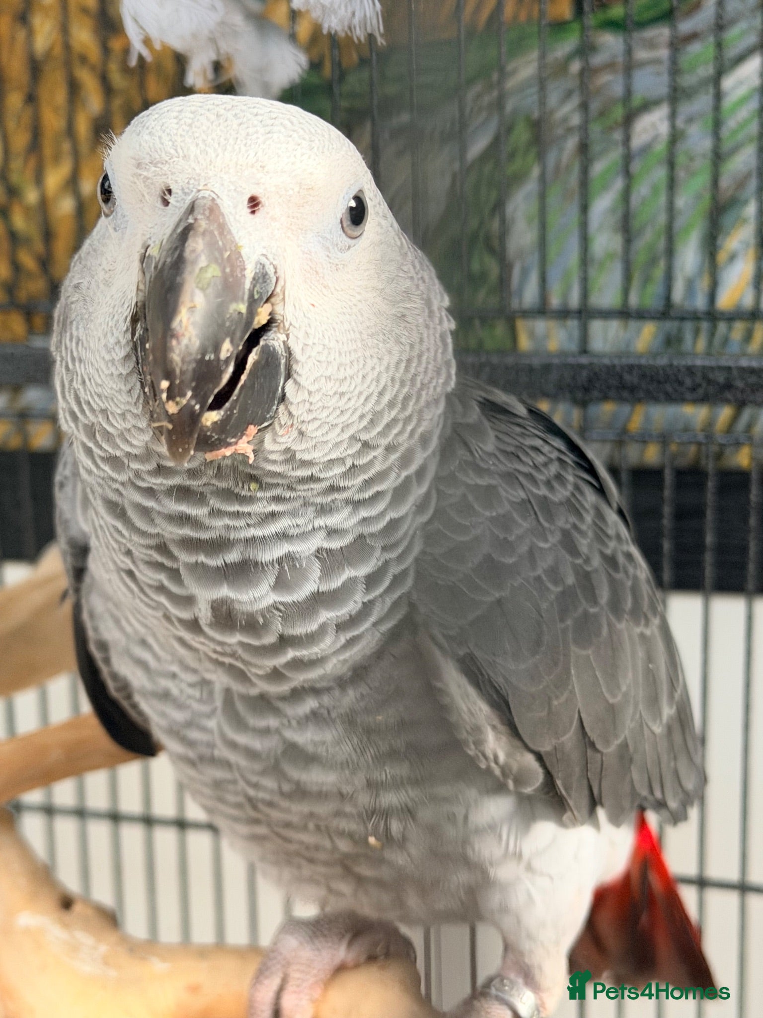 Parrots birds Baby Boy African Grey - Advert 3