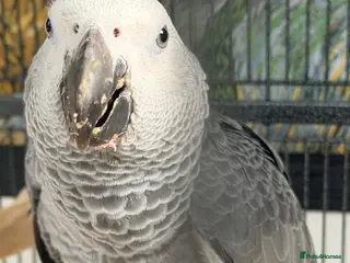 Parrots birds Baby Boy African Grey - Advert 1
