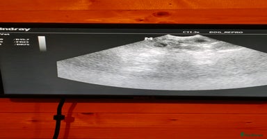 Mixed Breed dogs - Advert 7